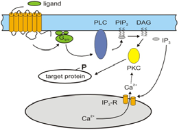 IP 3 /DAG signalizace 19 Efekty aktivace kináz 20 (1) camp-dependentní proteinkináza (PKA) fosforylace