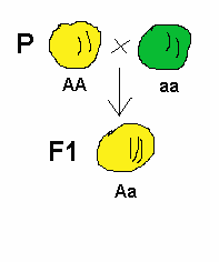 genotyp / První filiální generce (F1) - uniformní genotyp