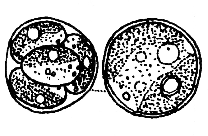 Chlorella sp. Patří sem malé, kulovité nebo široce elipsoidní řasy nepatrných rozměrů (kolem 5 µm), obvykle s miskovitým chromatoforem.