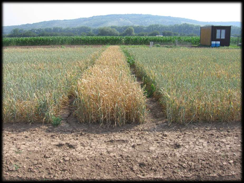 Žabčice, jižní Morava (10.6. 2012) - dlouhodobý pokus s ozimou pšenicí po hrachu.