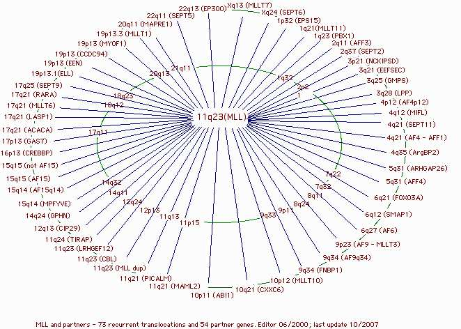 molekulární úrovni, zbylé byly identifikovány jen cytogeneticky a na objasnění své molekulární podstaty teprve čekají (obr.č.3) (http://www.infobiogen.fr/services/chromcancer/genes/mll.html k datu 12.