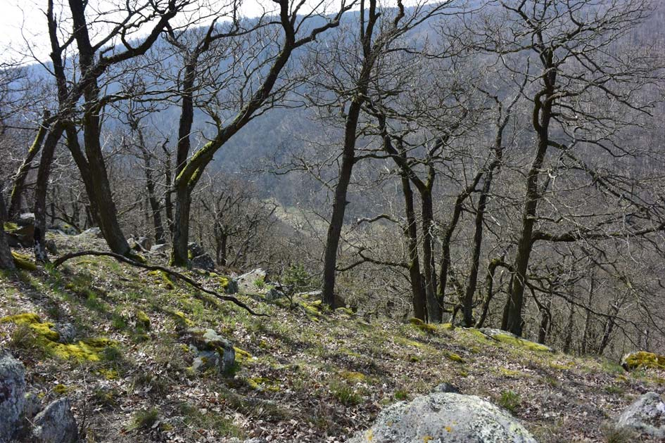 Lesy pod dlouhodobým vlivem člověka Lesy v nižších až středních nadmořských výškách střední Evropy se po několik tisíciletí vyvíjely pod vlivem
