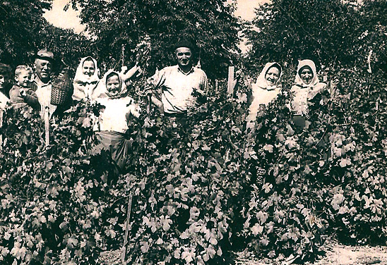 Vinařství Petr Skoupil, a.s. Vinařská tradice rodiny Skoupilových má své počátky již v roce 1852.