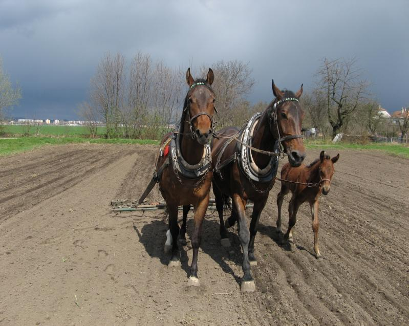 Nově se v našem Zpravodaji objevuje stránka věnovaná Českému sportovnímu pony. Plemeni, které má od roku 2010 uznánu PK a rádi jsme s nimi navázali spolupráci.