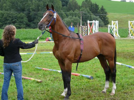 Analogické plemenné knihy úspěšně působí téměř ve všech sousedních státech a produkty chovu malých koní jsou velmi populární nejen u mládeže, ale také v široké obci hobby jezdců, kterým se tito menší