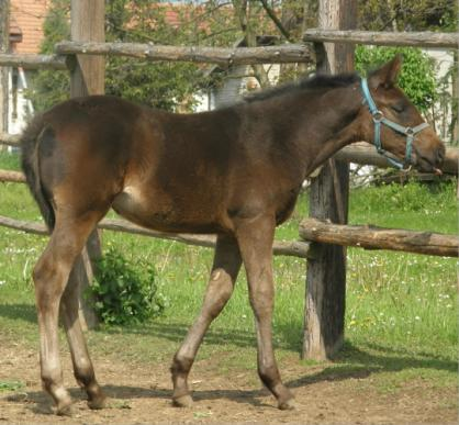 Zpravodaj SCHPMT 1/2010, koňařský občasník.