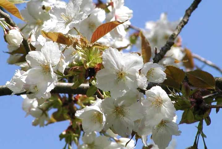 Prunus serrulata Shirofugen - druh s květy