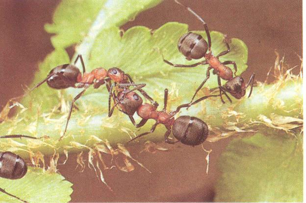 Některé druhy mravenců jsou býloţravé (ţiví se semeny), jiné se ţiví mršinami, všeţravě a známe i dravé formy.