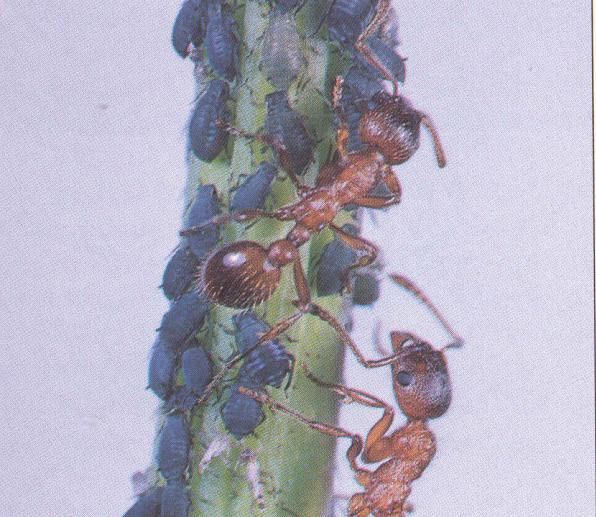 Vztah mravenců a mšic je výhodný pro obě strany a lze ho označit jako protokooperaci (předchůdce symbiózy).