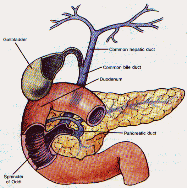 Tenké střevo: Alkalizace chymu pankreatickou šťávou a žlučí