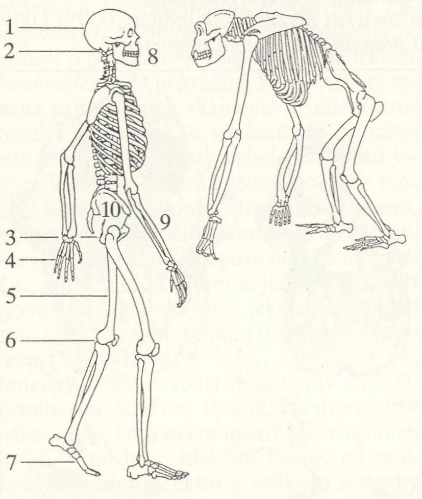 Obr. 1 Obrys těla Australopithecus afarensis