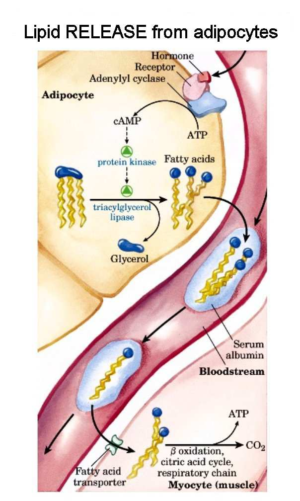 Uvolnění mastných kyselin z TAG tukové tkáně a jejich následný transport k cílovým buňkám Obrázek převzat z