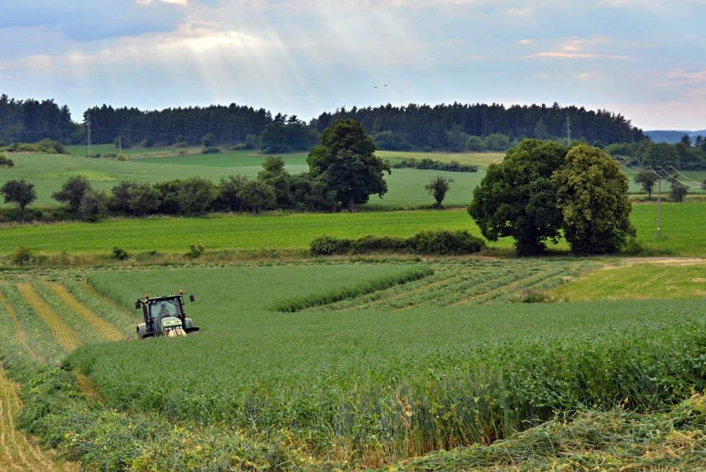 DZES Jarní meziplodina - LOS na podzim se půda zpracuje orbou nebo bezorebným způsobem na jaře se provede běžná příprava půdy kompaktorem LOS (směs 50% jarní pšenice +