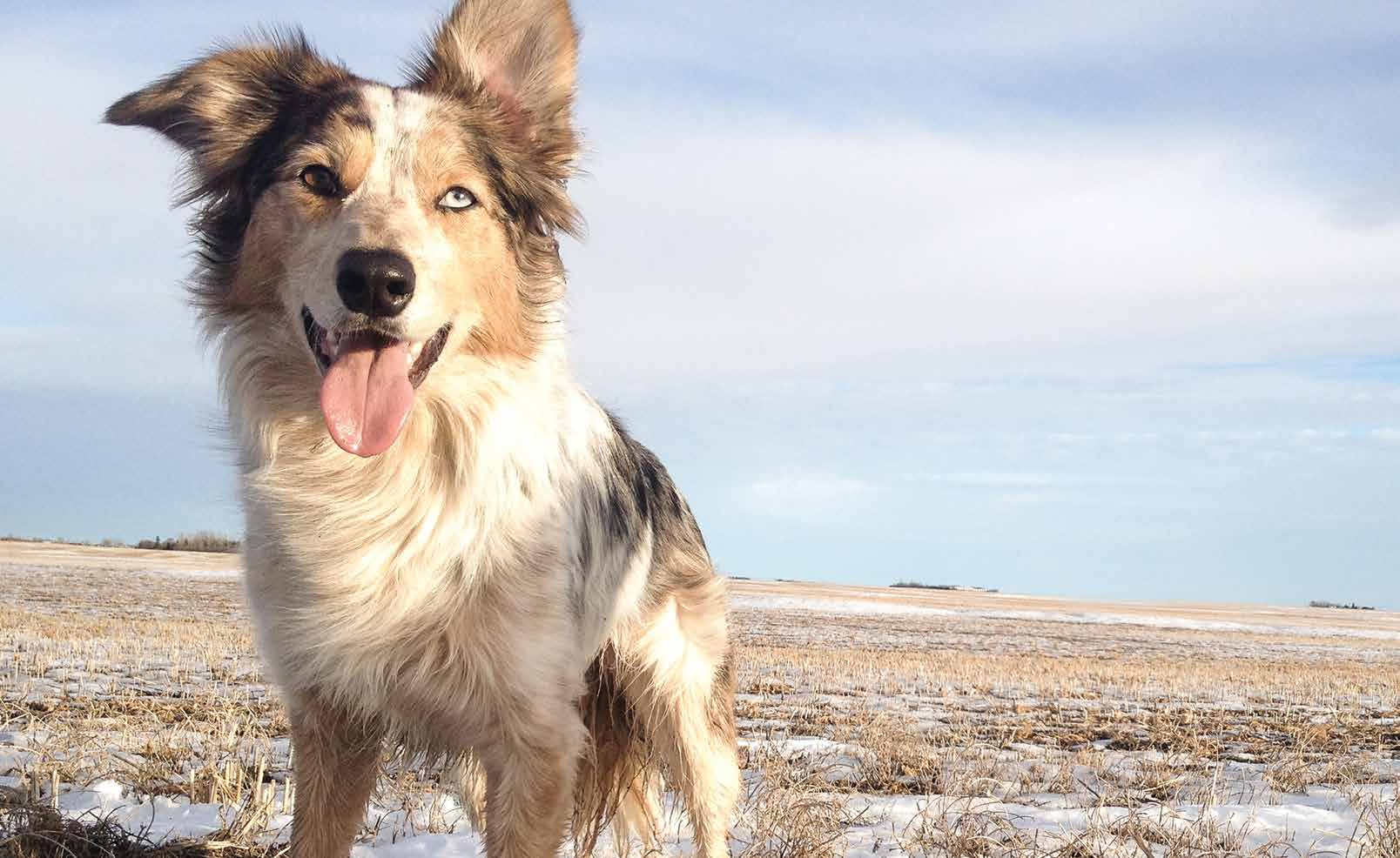 CHAMPION PETFOODS JE OCEŇOVANÝ KANADSKÝ VÝROBCE KRMIV PRO PSY A KOČKY S DŮVĚRYHODNOU POVĚSTÍ PO VÍCE NEŽ ČTVRT STOLETÍ.