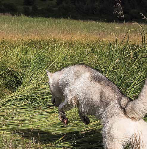 BIOLOGICALLY APPROPRIATE VYSOKÝ OBSAH MASA PROTEIN Z MASA NE Z ROSTLIN SUROVINY, KTERÉ MILUJEME OD LIDÍ, KTERÝM DŮVĚŘUJEME V současné době nabývá znalost o původu krmiva na nové důležitosti.