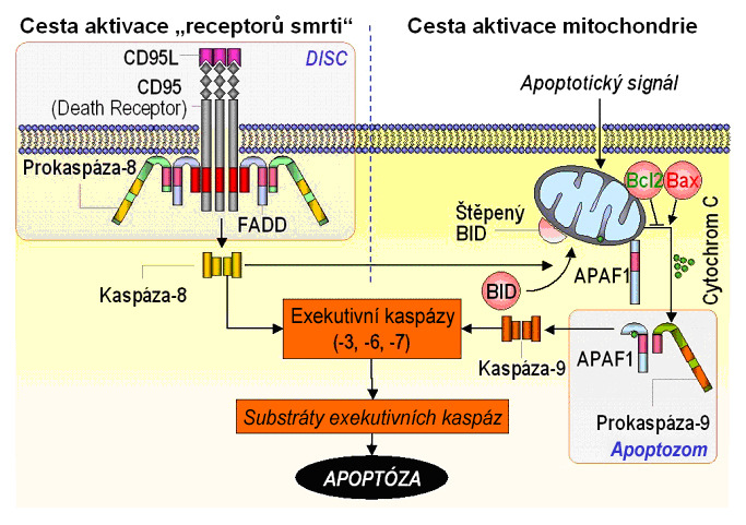 mitochondrie a následné sestavení apoptozómu. Postupná aktivace prokaspáz již aktivními kaspázami vede jak k amplifikaci apoptotického signálu, tak také k jeho propagaci napříč buněčnými kompartmenty.