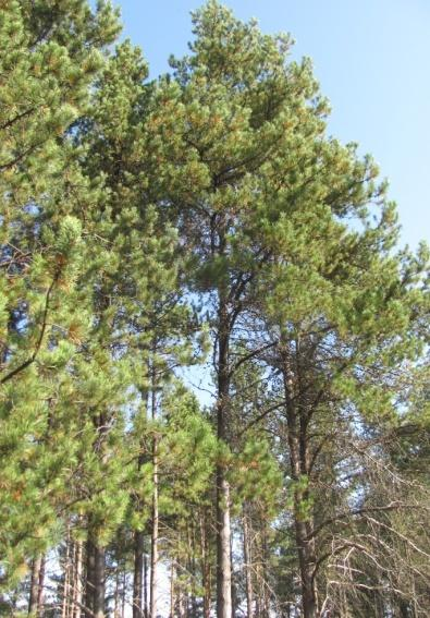 VÝSLEDKY - priemerná výška Pinus banksiana (118 jedincov, 50 proveniencií) priemer = 17,52 m najväčšia priem.