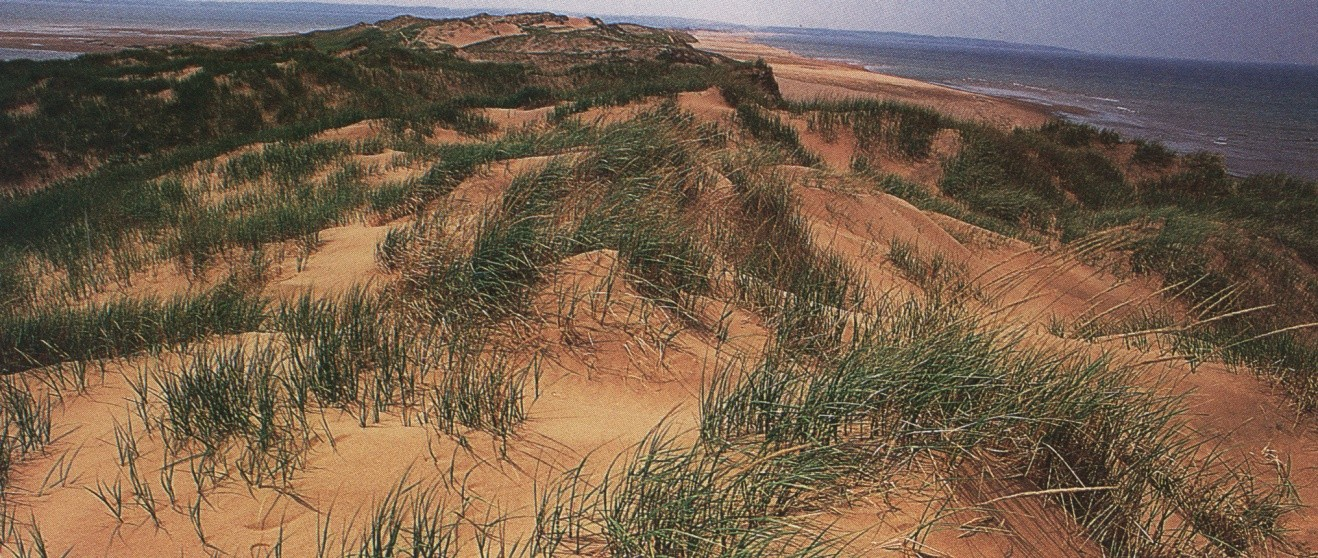 Pobřežní duny - pobřežní duny vytváří různě široký pás