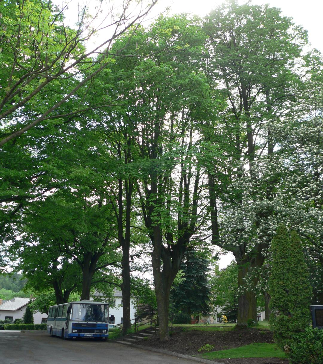 59 60 Obrázek 2.11: Stromy javoru klenu (Acer pseudoplatanus, č.