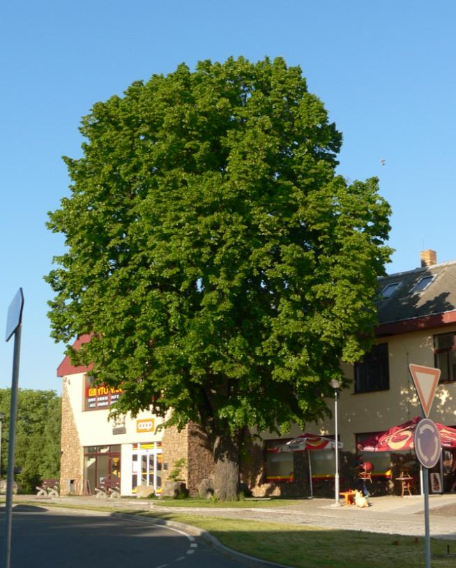 Obrázek 2.17: Strom lípy velkolisté (Tilia platyphyllos, č.