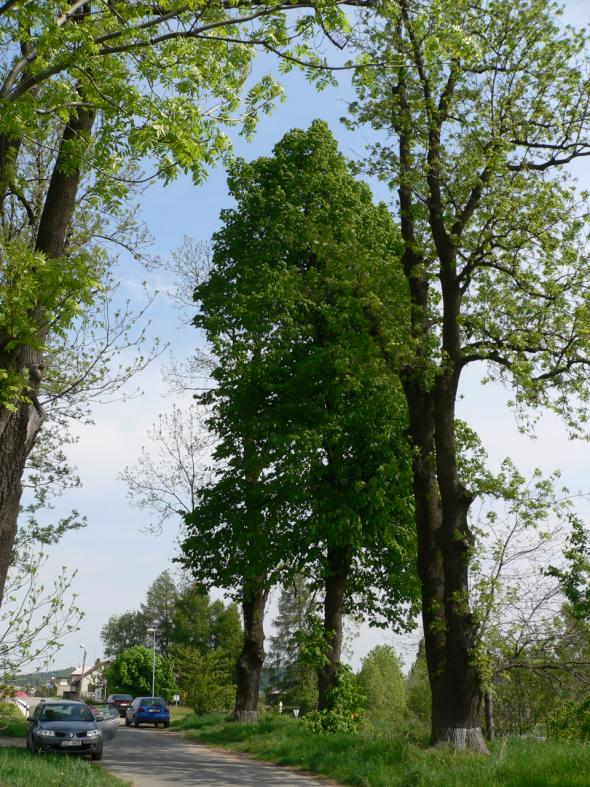 24: Jasany ztepilé a lípa velkolistá (Fraxinus excelsior, č.