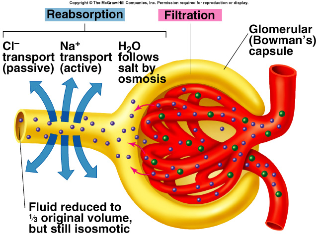 +, Cl - a H 2 0 reabsorbována v