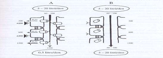 nepropustná pro H 2 0 Insert fig 1715 Sběrací kanálky Dřeňová oblast je nepermeabilní pro [NaCl], které jsou vysoké v okolí Stěny sběracích kanálků jsou propustné pro H