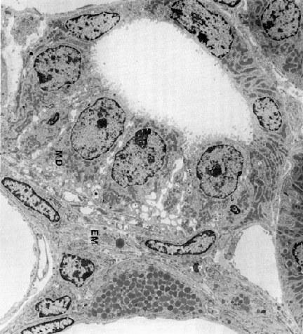 Cévní zásobení nefronu Macula densa Proximální stočený tubulus Glomerulus Eferentní arteriola Aferentní arteriola juxtaglomerulární buňky distální tubulus macula densa distal tubule Arcuate vein