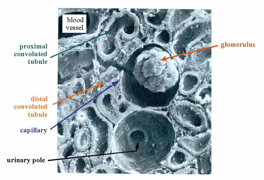 Proximal convoluted tubule Capsule space Efferent arteriole Podocyte