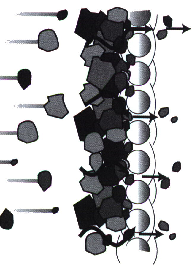 mechanismy filtrace