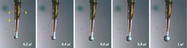 Obrázek 7 Detail pipetovací špičky upravené pro depozici sub-mikrolitrových a mikrolitrových frakcí na MALDI desku; 1 10µl PE pipetovací špička, 2 křemenná kapilára přivádějící tok mobilní fáze z