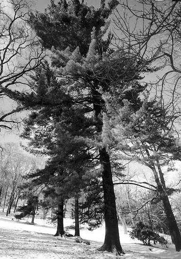 BOROVICE VEJMUTOVKA (Pinus strobus) původní areál V Severní Ameriky hlinitopísčité až písčité, ale i štěrkovité půdy či močály do