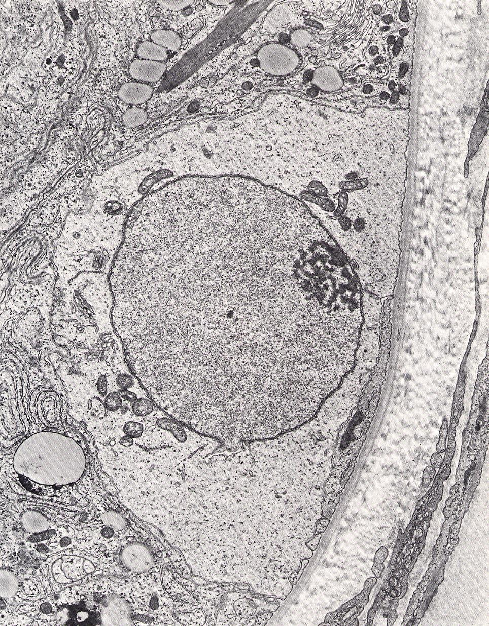 Spermatogonie A Kmenové buňky, které se opakovaně mitoticky dělí Poslední