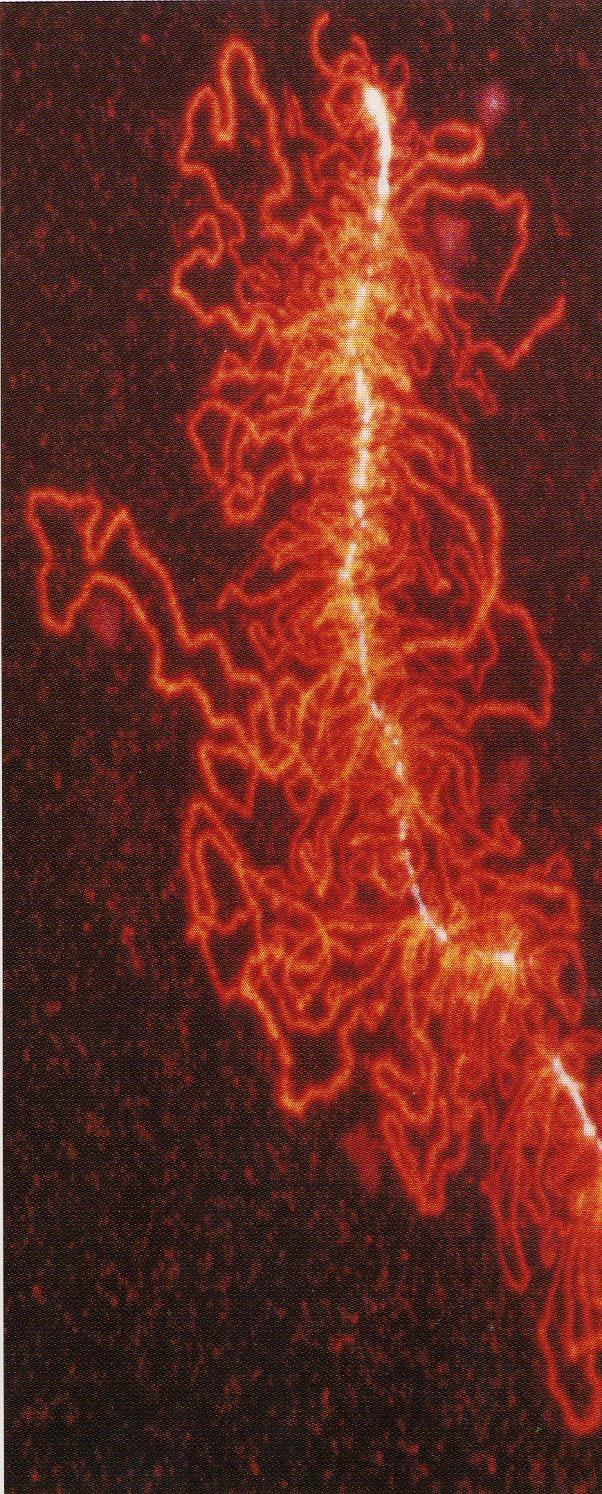 Štětičkovité chromosomy Aktivní