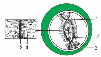 Redukční dělení (meiosis) 13 chromozomem X a Y zcela popírána a ve spojitosti s tím i možnost výměny genů prostřednictvím crossing-over.