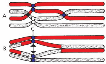 14 Progeneze Obr. 2.