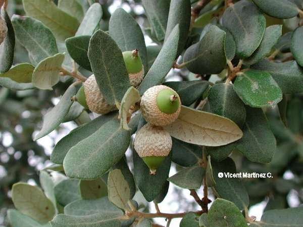 pubescens