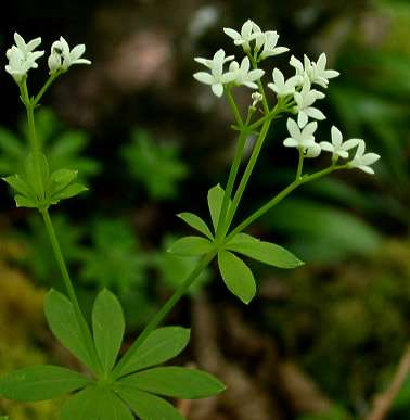 Galium