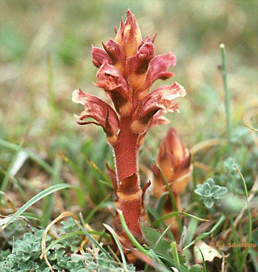 Orobanche