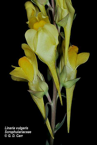 Linaria