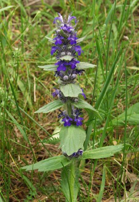 Ajuga