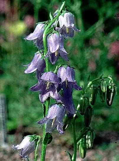 Campanula