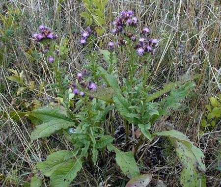 Inula