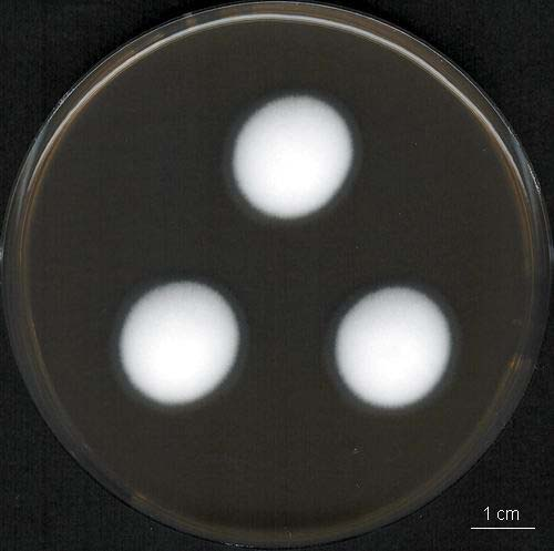 Tolypocladium