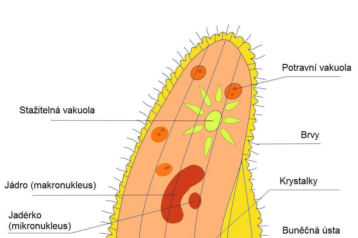 Trepka, jež je vystavena působení slabého stejnosměrného proudu, se otáčí předním koncem těla ke katodě a