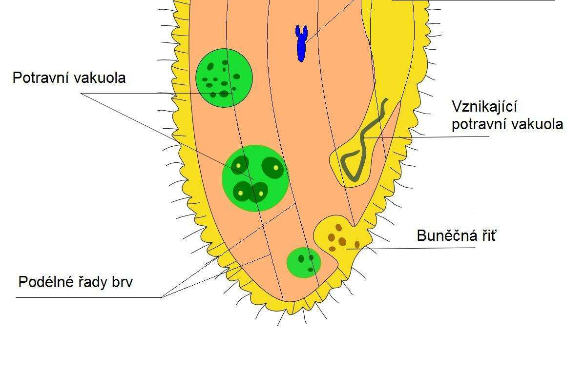 Obrázek 2: Stavba těla trepky velké (Paramecium caudatum).převzato z http://www.biomach.