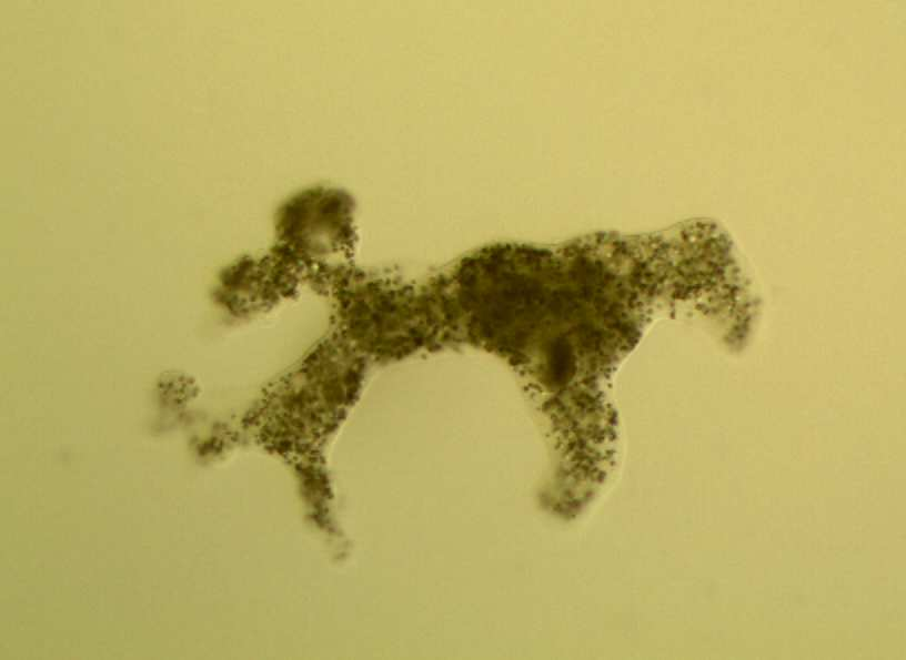 Obrázek 23: Měňavka velká (Amoeba proteus) v médium pro Amoeba proteus používané na Katedře