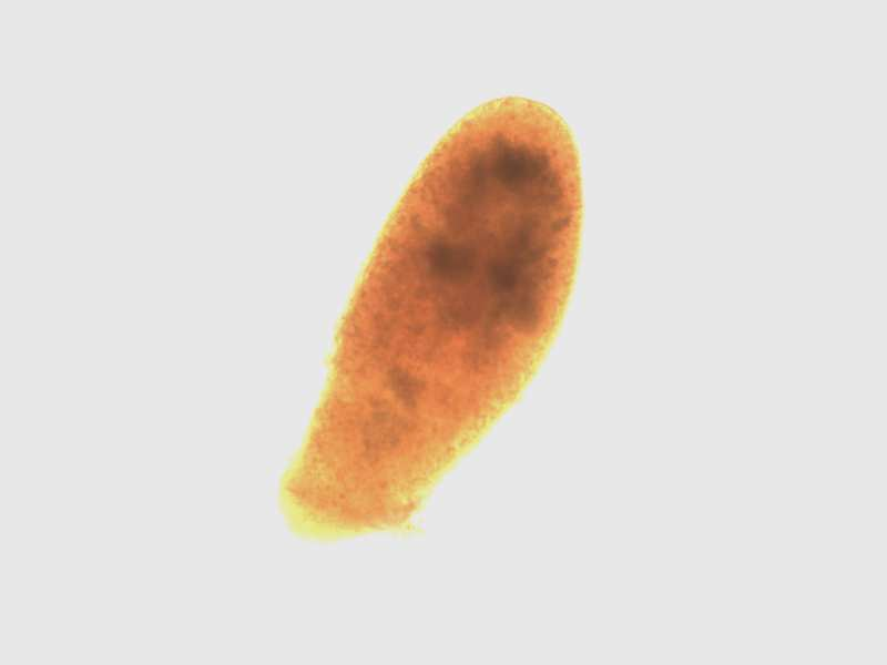 Obrázek 27: Trepka velká (Paramecium caudatum) - Lugolův