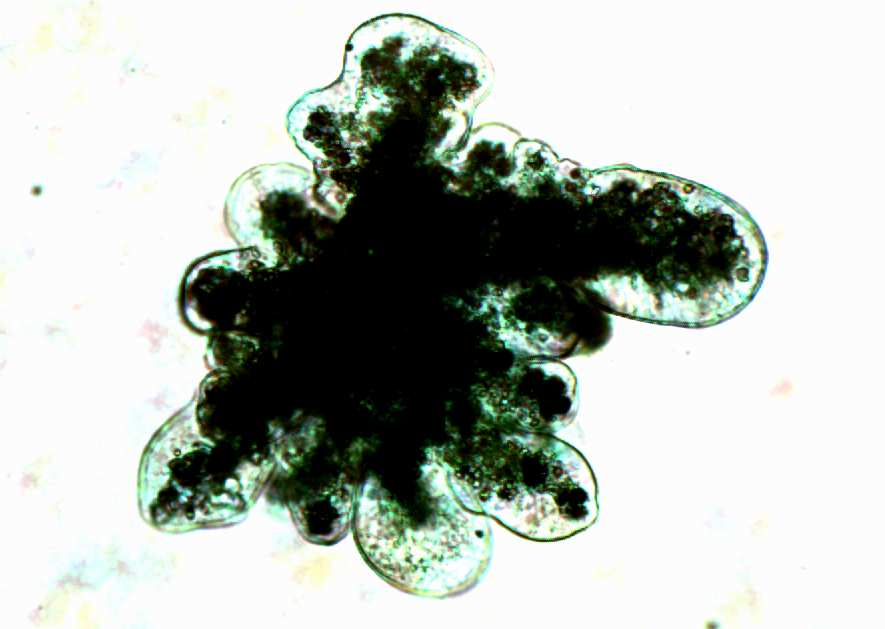 Měňavka velká (Amoeba proteus) Měňavku jsem barvila methylenovou zelení.