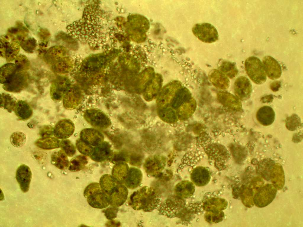 Krásnoočko štíhlé (Euglena gracilis) Krásnoočko štíhlé jsem barvila Lugolovým roztokem. Lugolův roztok u krásnoočka obarvil bičík, jádro a paramylonová zrna, která obsahují chloroplasty, hnědě.